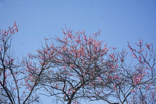 梅花开