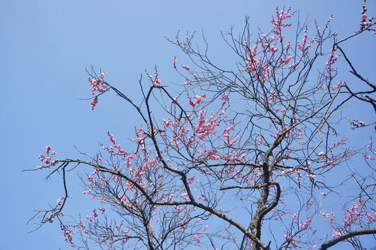 梅枝与天空