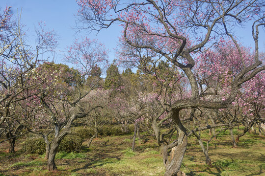 梅林花开