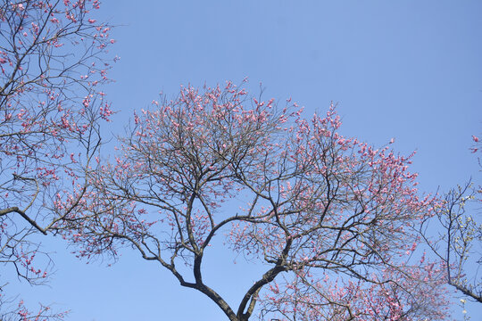 梅花与天空