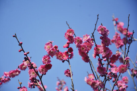 梅花盛开