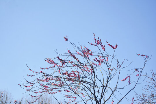 梅枝与天空