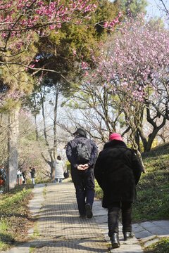 赏花的老夫妻