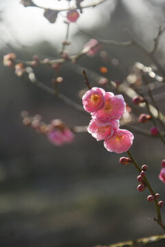 梅花