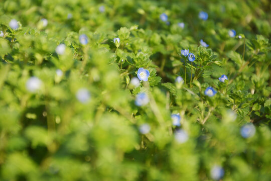 婆婆纳开花