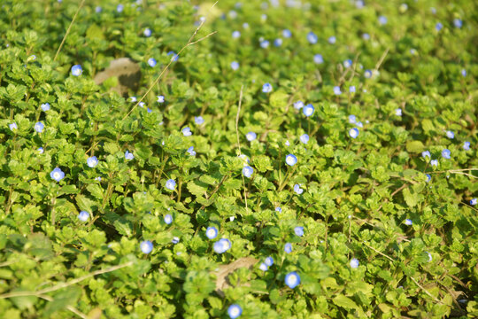 草丛蓝花