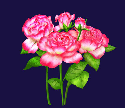 玫瑰花