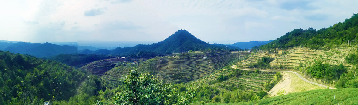 清凉山茶场