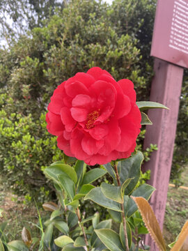 山茶花