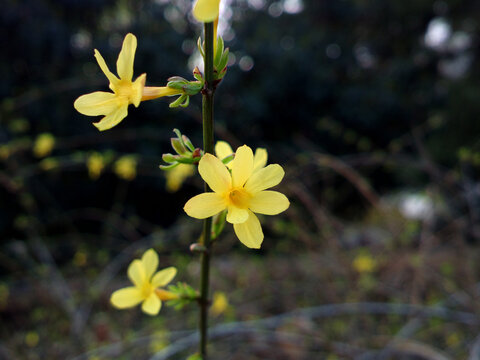 迎春花