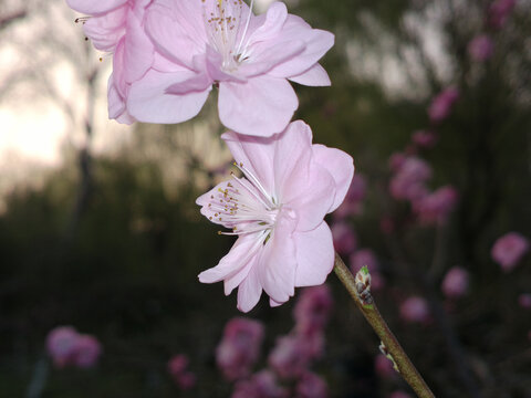 桃花