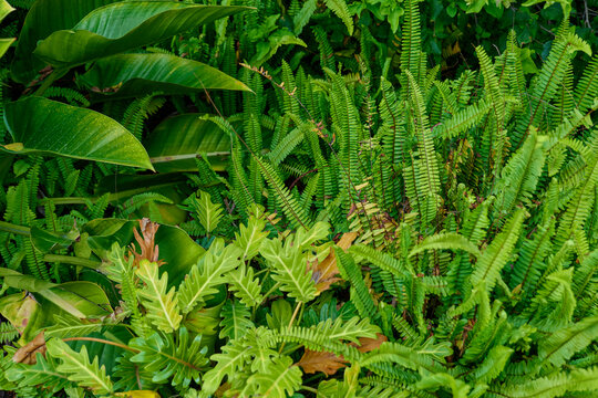 山林绿植背景