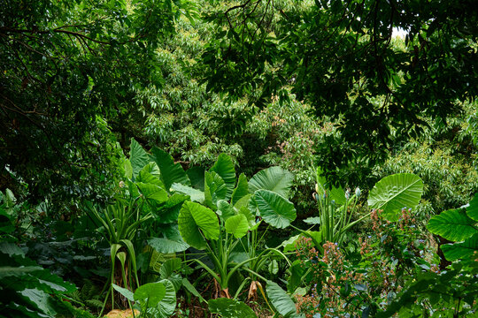 山林绿植背景