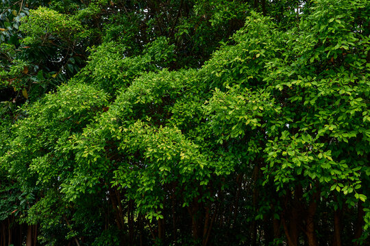 山林绿植背景