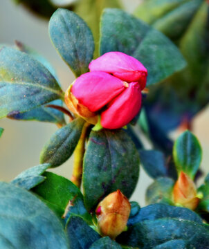 山茶花花苞