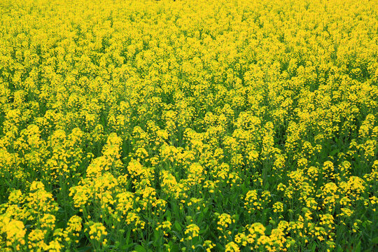 油菜花田