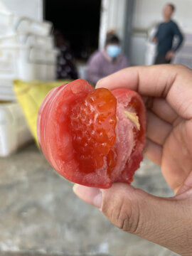 普罗旺斯水果西红柿采摘