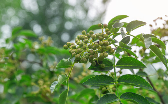 花椒树上花椒叶特写