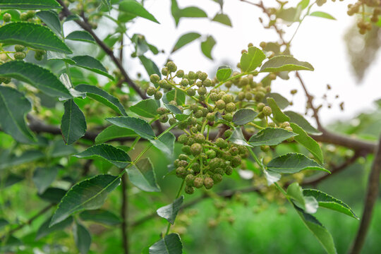 花椒树上花椒叶特写