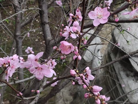 桃花特写