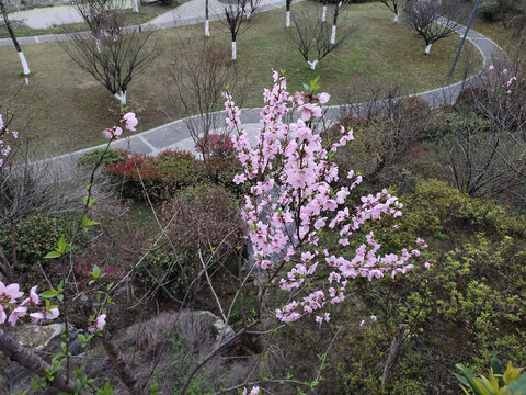 桃花与桃树