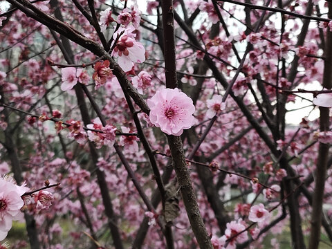 桃花背景