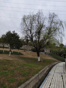 公园里的柳树