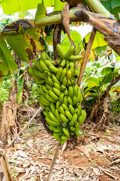 北海涠洲岛香蕉树种植园