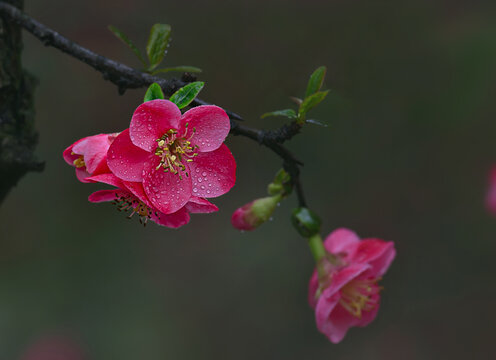 海棠花