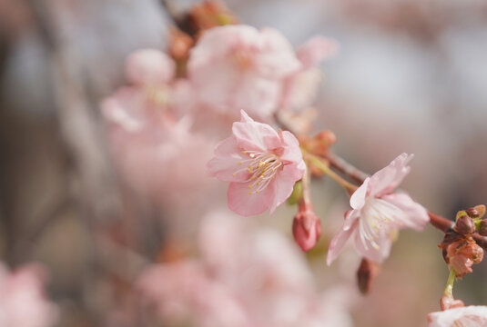 早樱河津樱花特写