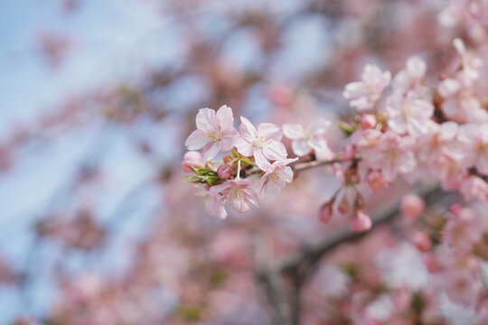 早樱河津樱花特写