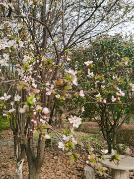 樱花