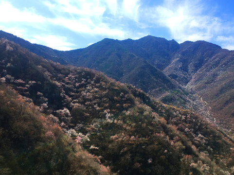 漫山桃花