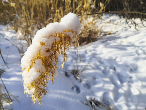 大雪芦苇穗