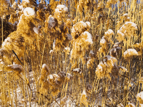 雪地芦苇荡