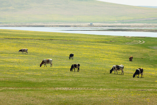 春天草原野花遍地牛群