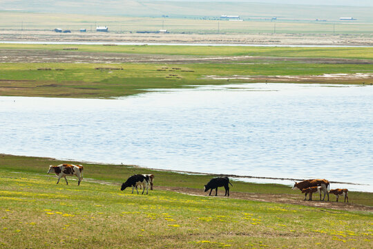 春天草原湿地牛群