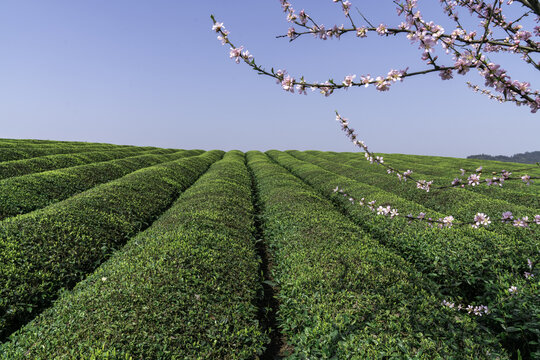 茶海茶园