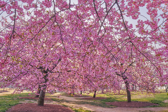 樱花隧道