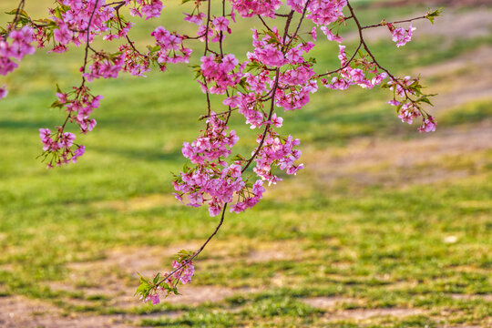 樱花枝