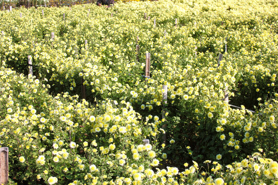 田里的菊花