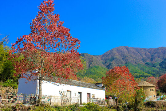 塔川秋色