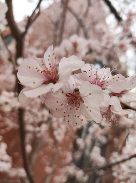 桃花特写