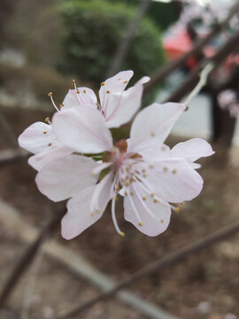 桃花特写