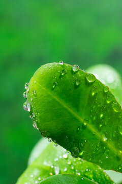 雨水