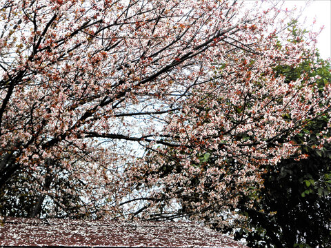 樱花花落屋檐