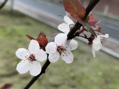 一枝樱花特写