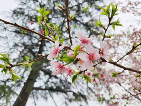 樱花