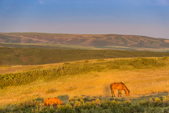 新疆夕阳下的草原山坡