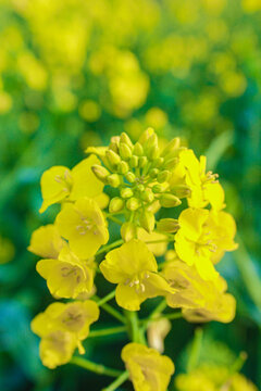 油菜花